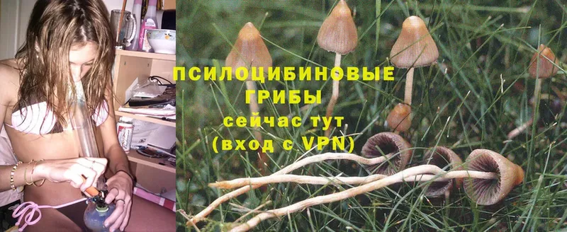 Галлюциногенные грибы Cubensis  закладка  Реутов 